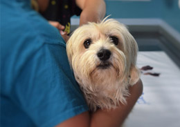 Dog in consulting room