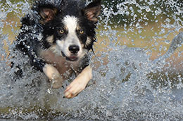 Border Collie running through water