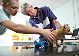 Vet and vet nurse examining a Chihuahua