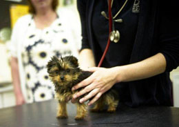 Vet examining a young puppy