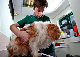 Vet examining a dog