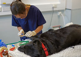A vet treating a dog