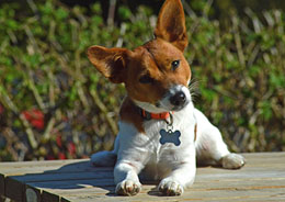 Jack Russell