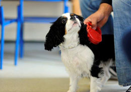 Dog in practice waiting room