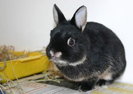 Pet rabbit in vet practice