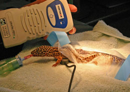 Anaesthetised gecko by Ian Sayers
