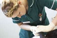 Veterinary nurse treating a dog