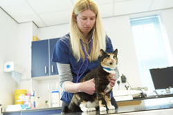 Vet examining a cat