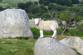 Lambs on the standing stones at Machrie Moor