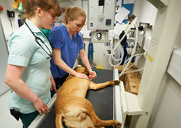 Vet and vet nurse attending anaesthetised dog