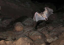 Bat in flight by Stephen Powles
