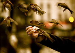 Sparrows in flight by Ali Fakeri