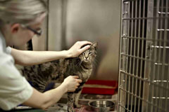 Cat with vet nurse