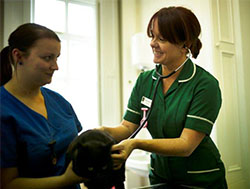 Veterinary nurse examining a cat