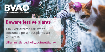 Poisonous festive plants - cats
