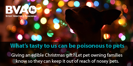 Festive poisonous treats - pets
