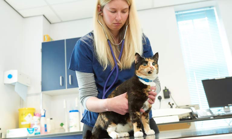 Vets raise concerns as 1 in 5 pets not receiving veterinary treatment in time due to cost-of-living crisis Image