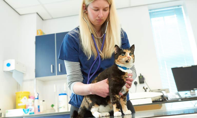 More students are just one piece of the puzzle to solve veterinary workforce shortages Image