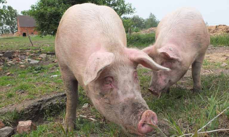 Foot and Mouth Disease and Swine Vesicular Disease ruled out following testing in Norfolk Image