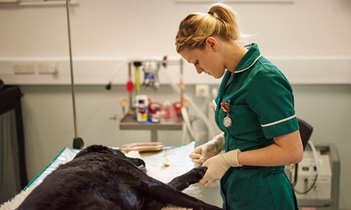 vet nurse and dog