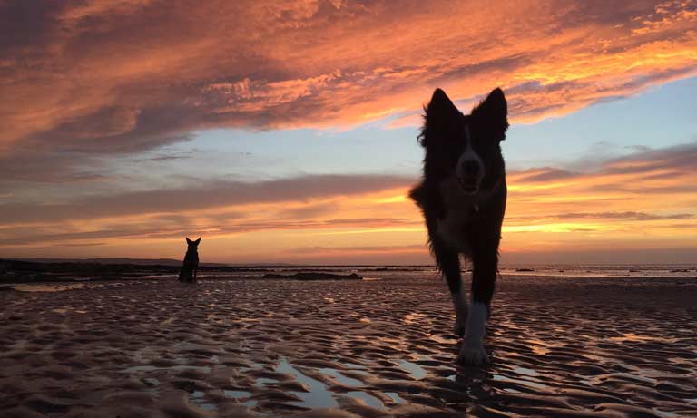 Rise in toxic blue green algae cases prompts vet warning Image