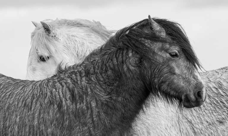 Wildlife photo experts join judges in finding 2019’s best veterinary shutterbug Image