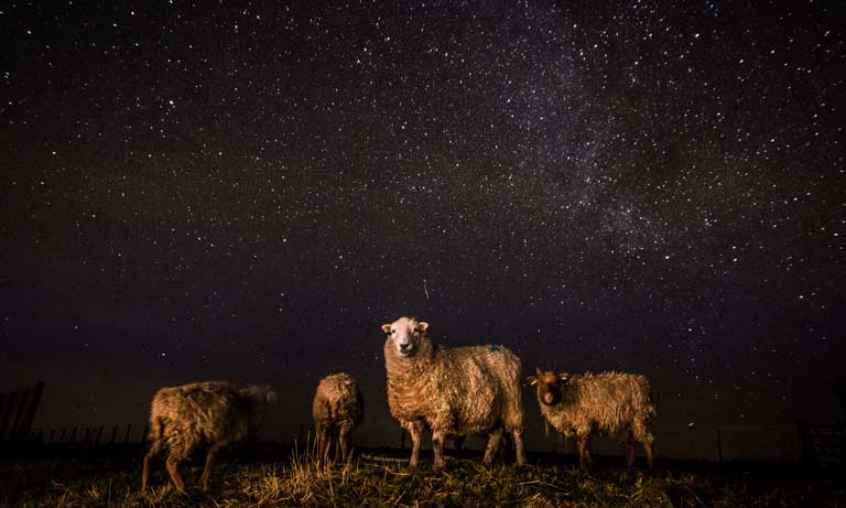 Wonderful World of Animals category winner 2017 Image