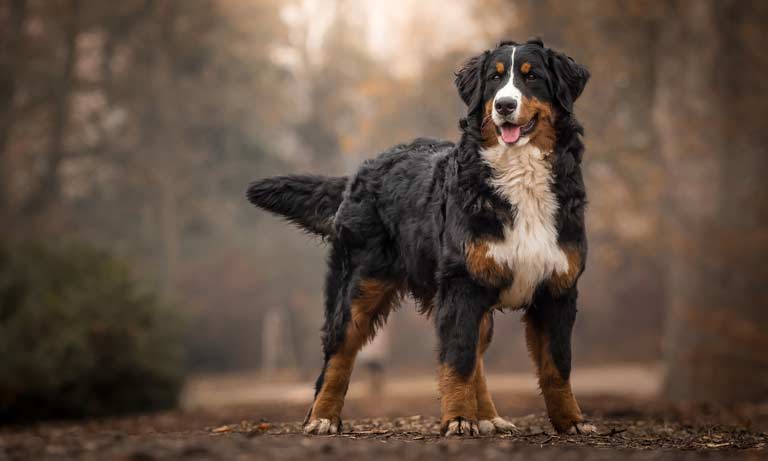What is canine elbow dysplasia? Image