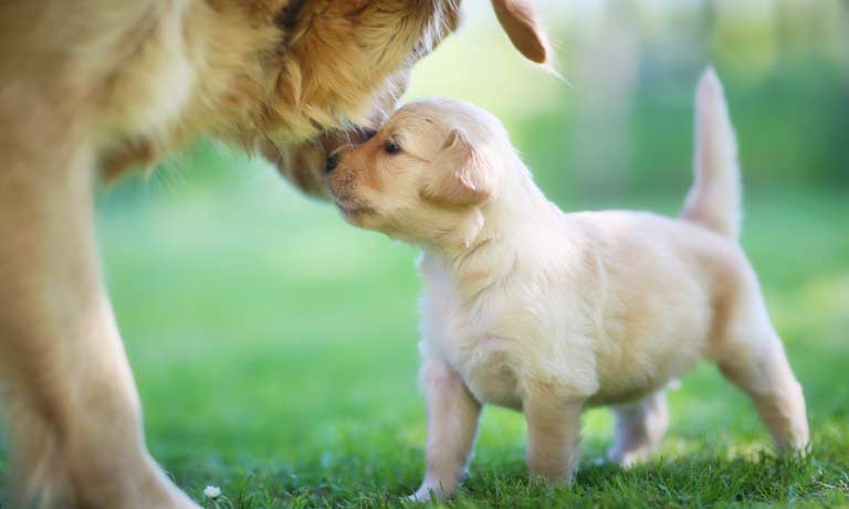 Healthy dogs create healthy puppies Image