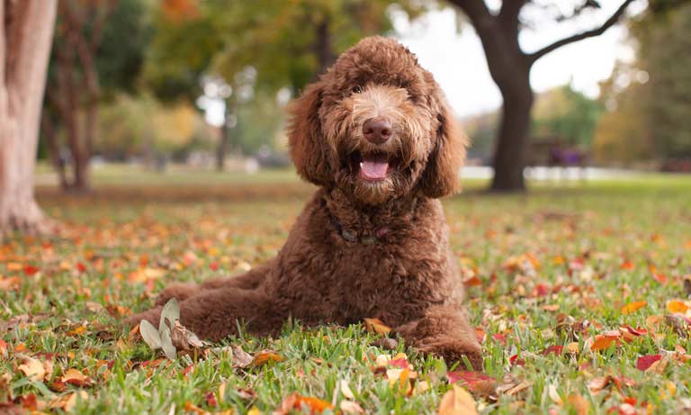 What breeds are commonly at risk? Image