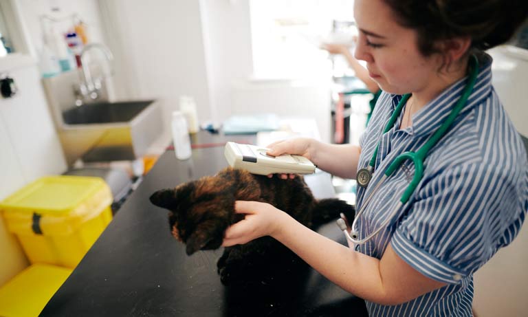 BVA welcomes pet microchipping reforms as positive step forward Image