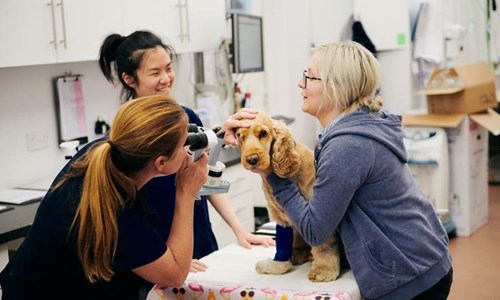 vet looking in dogs eyes