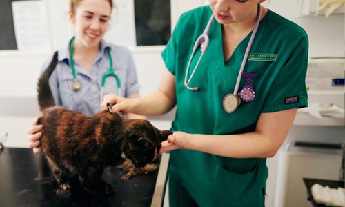 Vets examining cat
