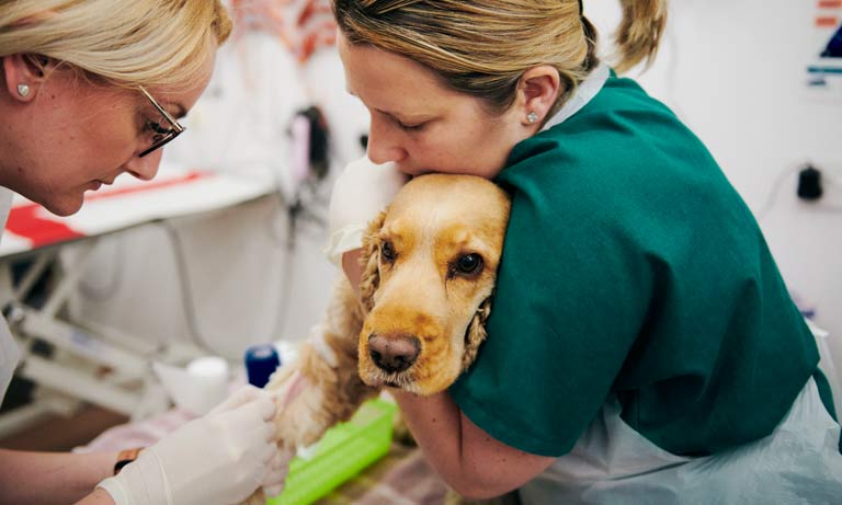 9 out of 10 vets worried about inability to treat infections in face of antibiotic resistance threat Image