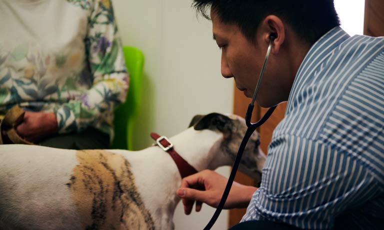 BVA says CMA is listening but raises concerns about unintended consequences  Listing Image