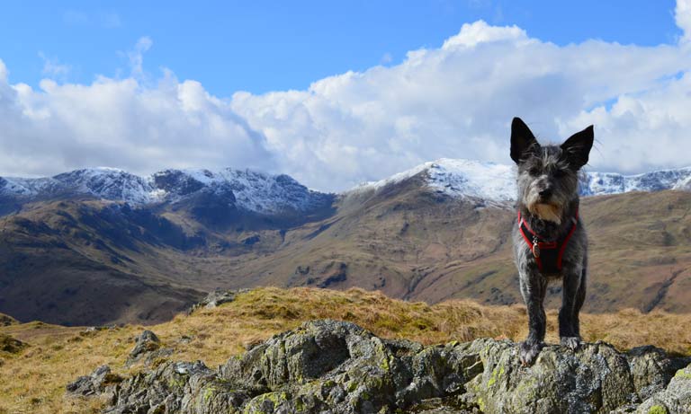 Awareness of mental health in Welsh rural communities – a vet’s contribution Image