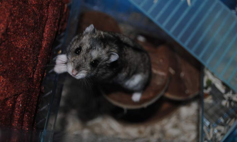 BVA welcomes Bill to ban public use of inhumane rodent glue traps Image