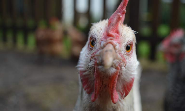 BVA and BVPA respond to confirmed bird flu case in England Image