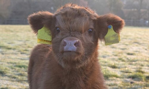 calf in field