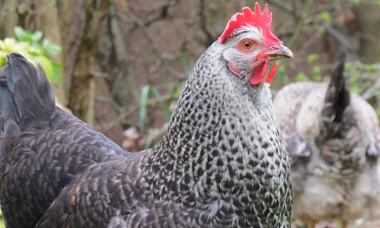  New Avian Influenza guidance issued for vets dealing with wild birds and backyard poultry Listing Image