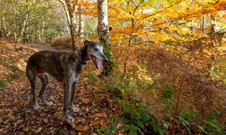 BVA responds to proposed ban of greyhound racing in Wales Listing Image