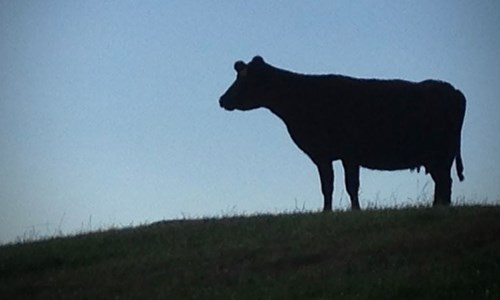 cow silloette