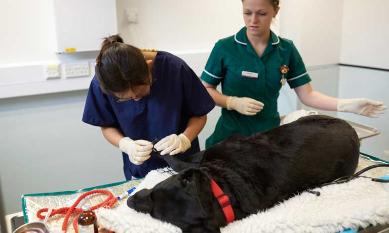 Government recognises test and trace challenge for vet practices in England Image