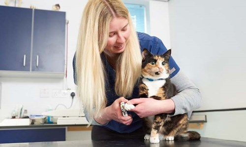 vet examining cat paw