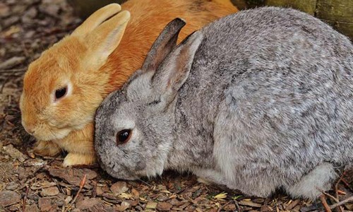 red and grey rabbits