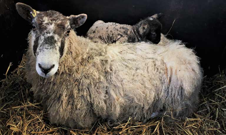 Latest on Bluetongue: New vaccine guidance for vets  Image