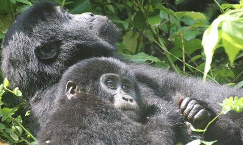 Mother and baby gorillas
