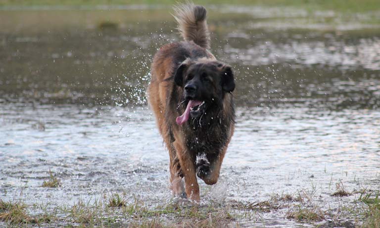 Vets issue warning for dog owners following warm weather surge in toxic blue green algae reports Image