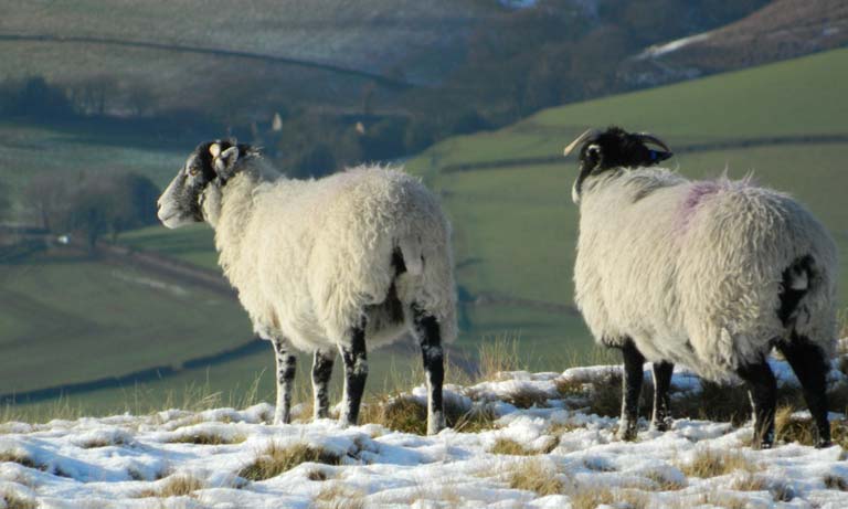 Vets applaud ‘One Health’ animal plan for Wales  Image
