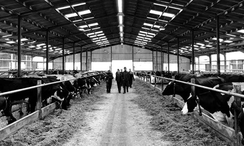 cattle in shed